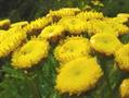 common tansy, bitter buttons,cow bitter, golden buttons